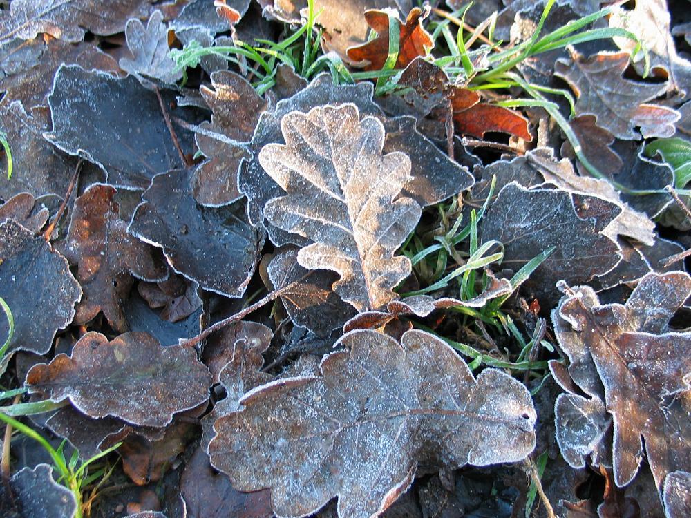 wandelen door het bos
