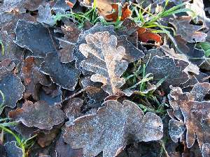 have a walk in the forest