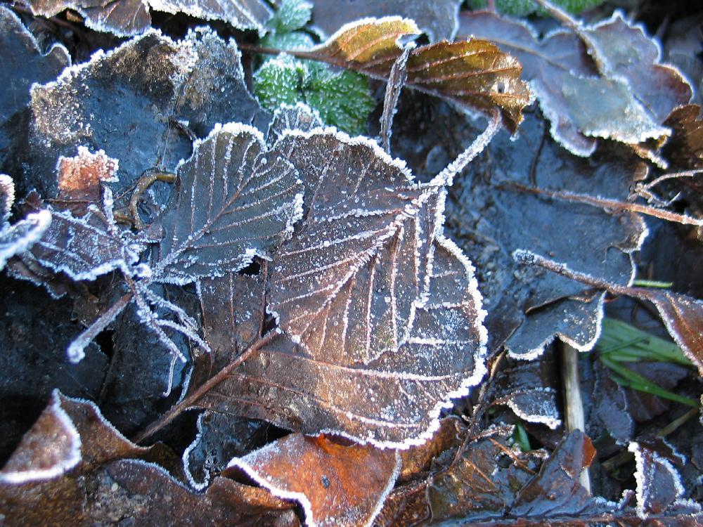 wandelen door het bos