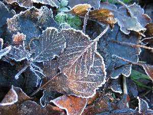 have a walk in the forest