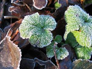 have a walk in the forest