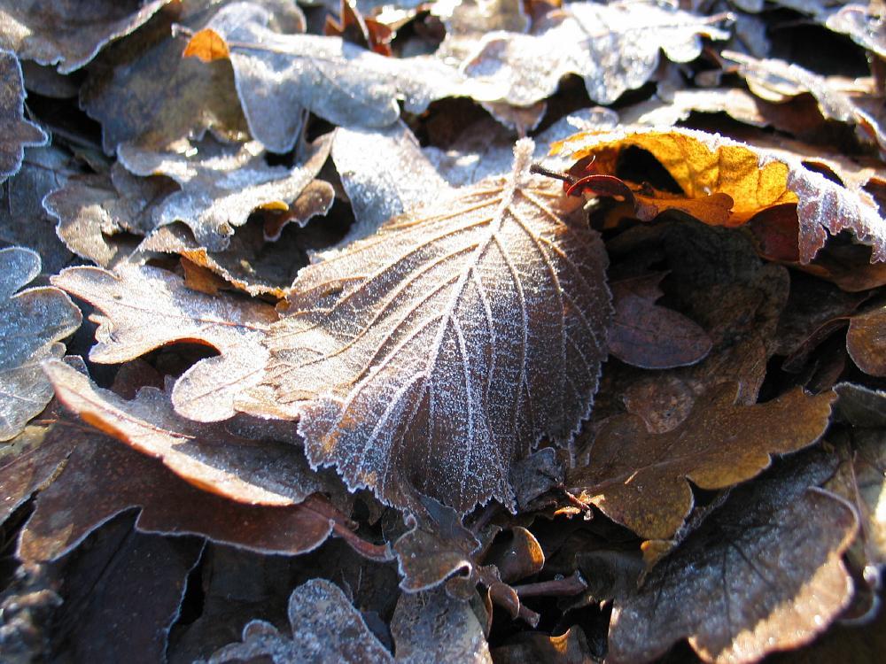 wandelen door het bos