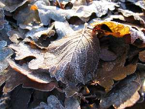 have a walk in the forest