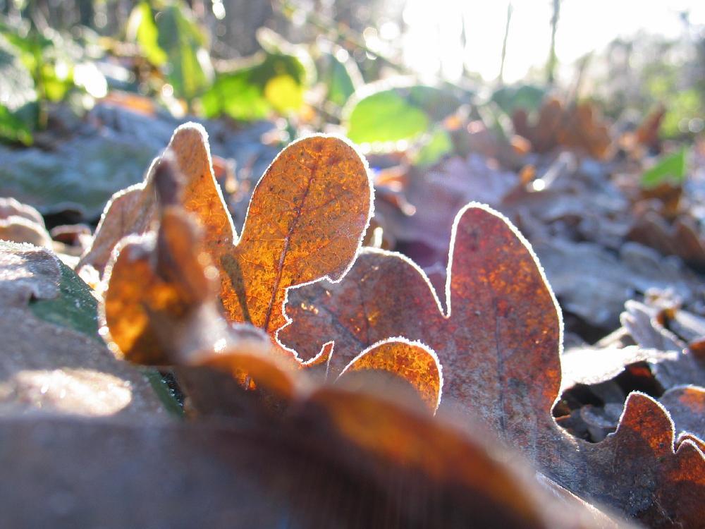 wandelen door het bos