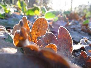 have a walk in the forest