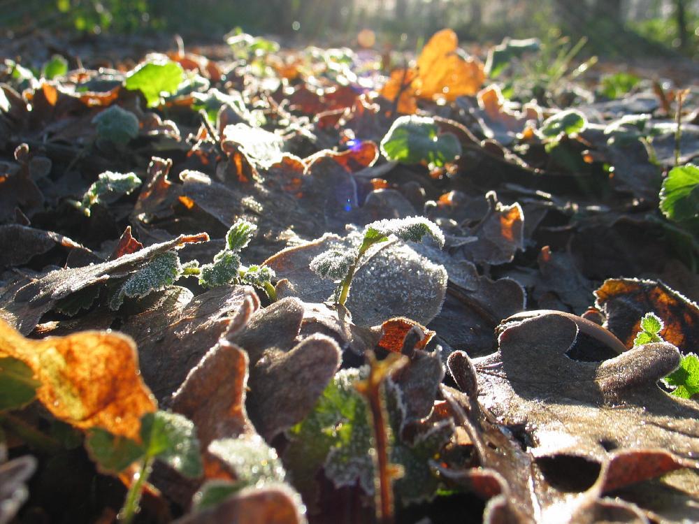 wandelen door het bos