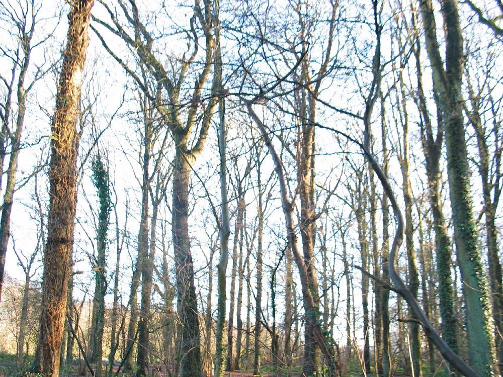 wandelen door het bos