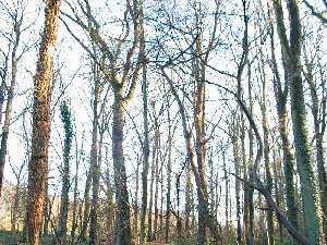 have a walk in the forest