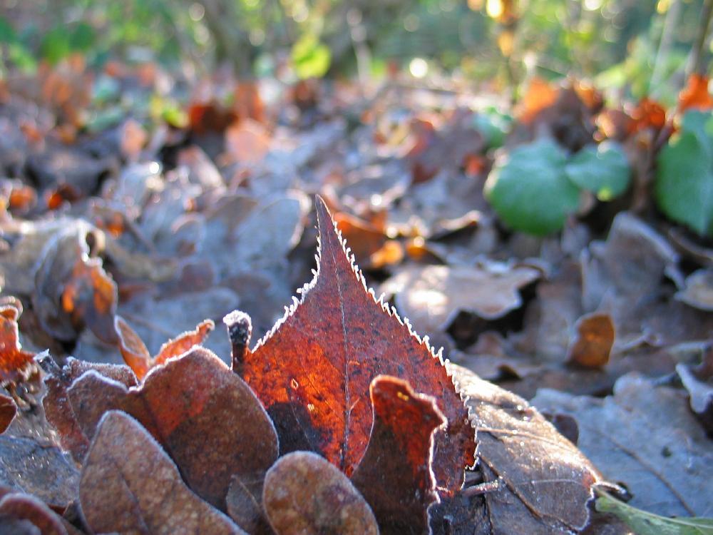 wandelen door het bos
