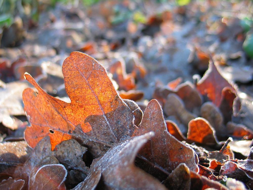 wandelen door het bos