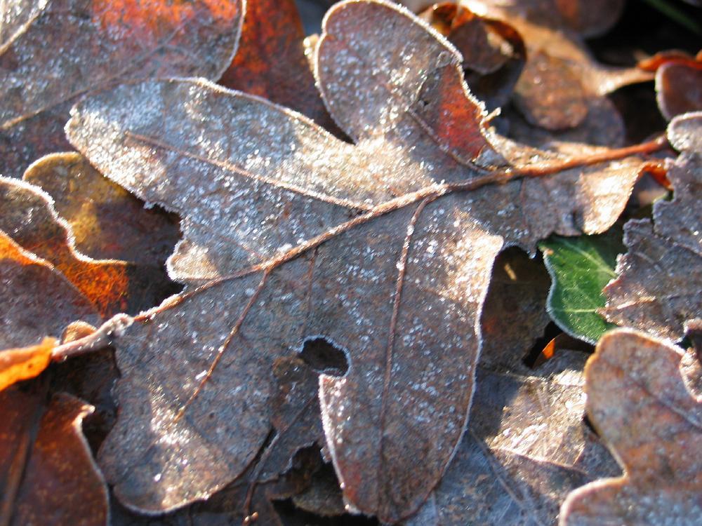 wandelen door het bos