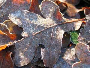 have a walk in the forest