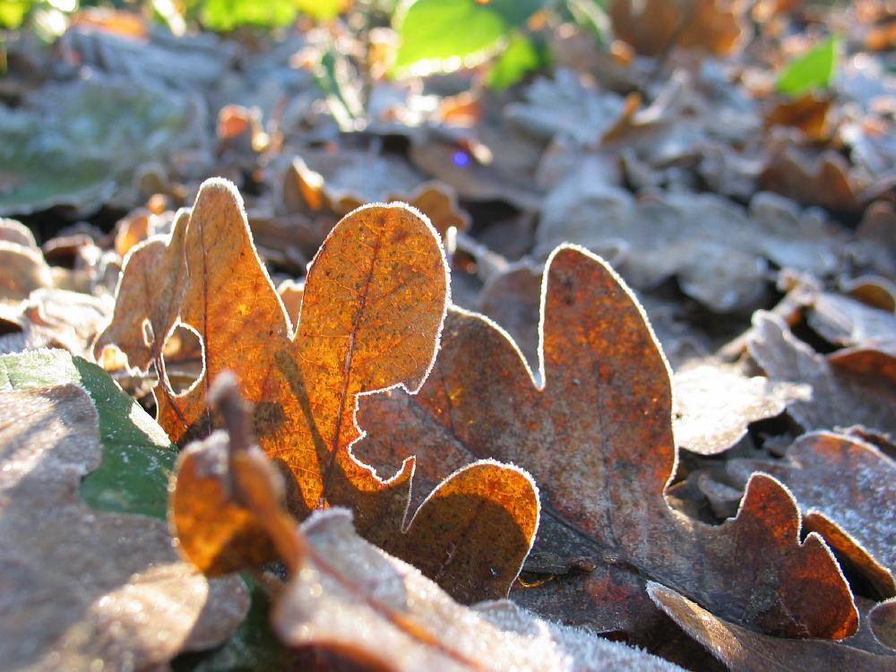 wandelen door het bos