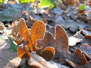 have a walk in the forest