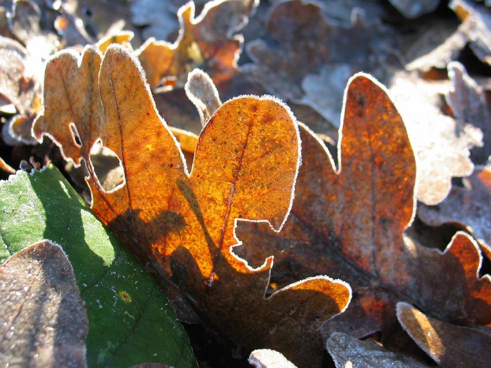 wandelen door het bos