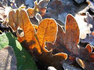 have a walk in the forest