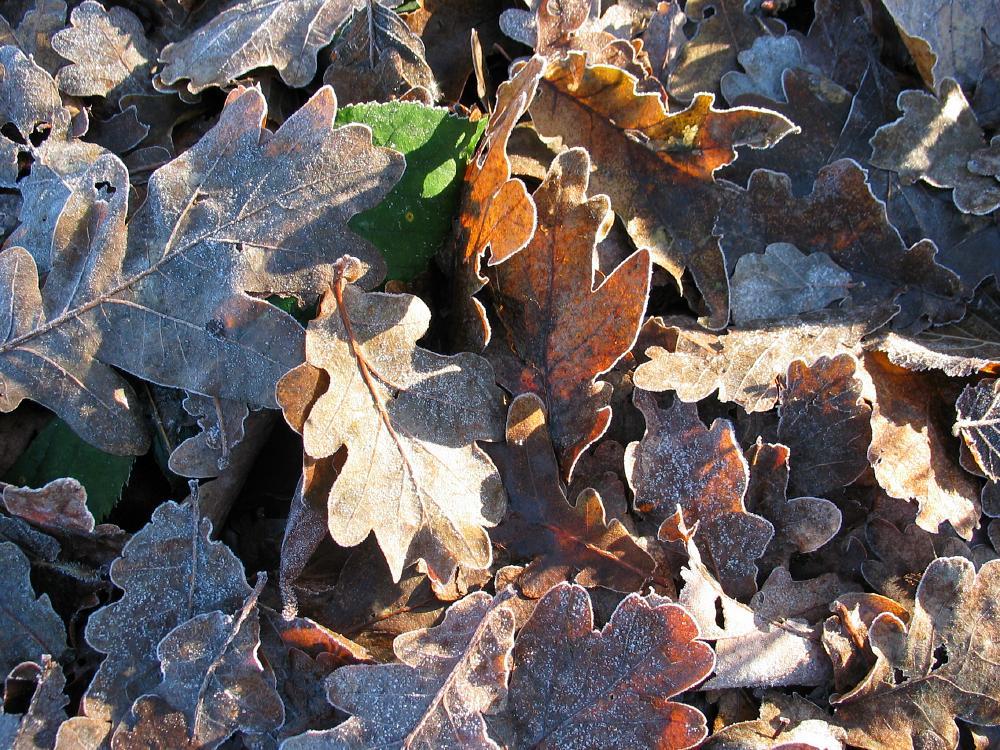 wandelen door het bos