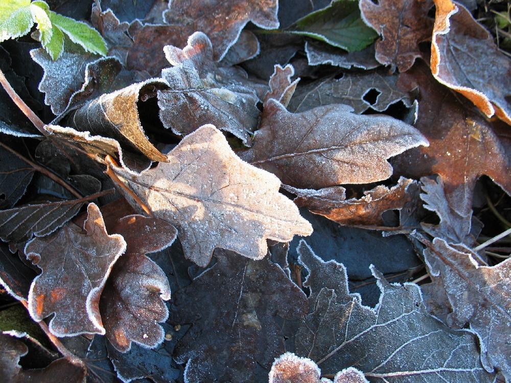 wandelen door het bos