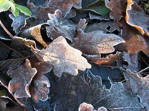 have a walk in the forest