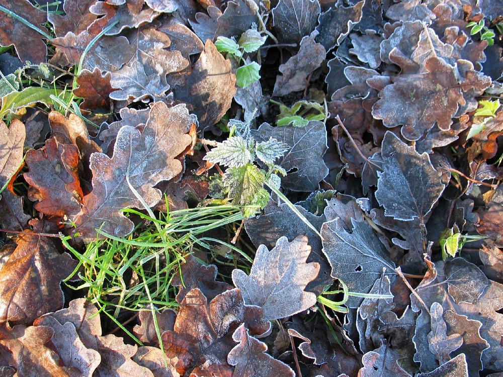 wandelen door het bos