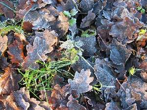 have a walk in the forest