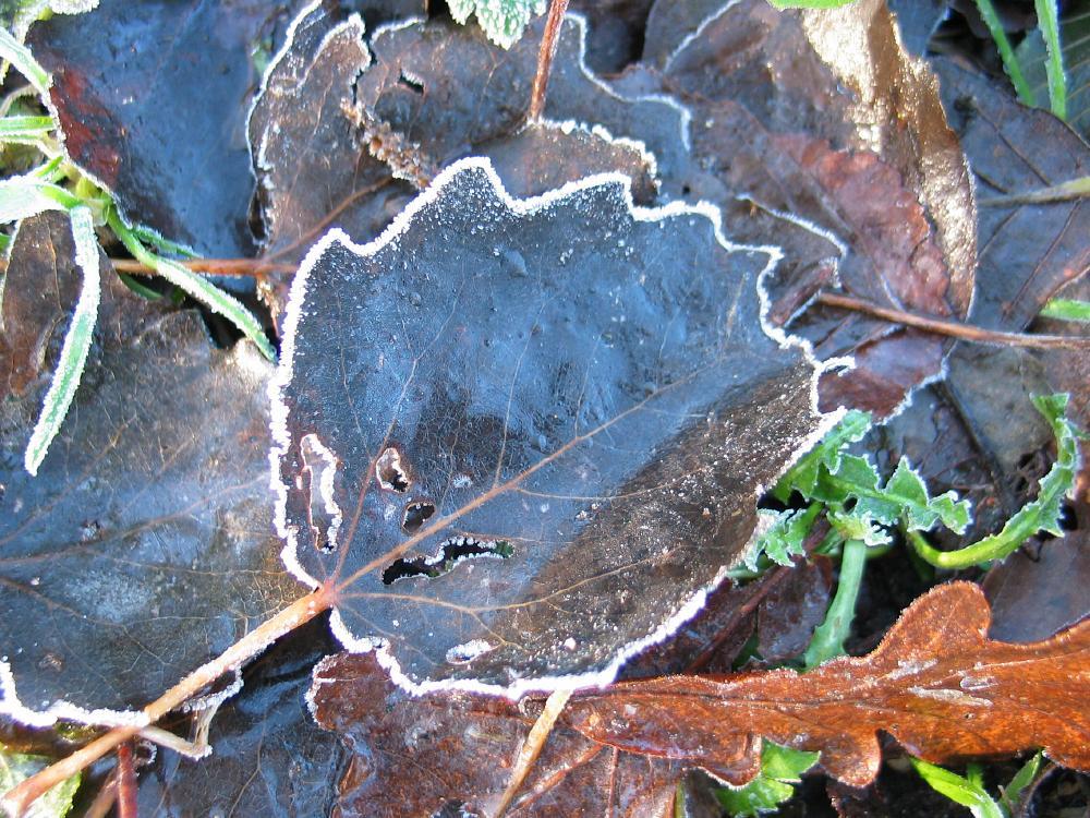wandelen door het bos
