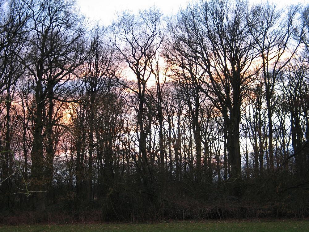 wandelen door het bos