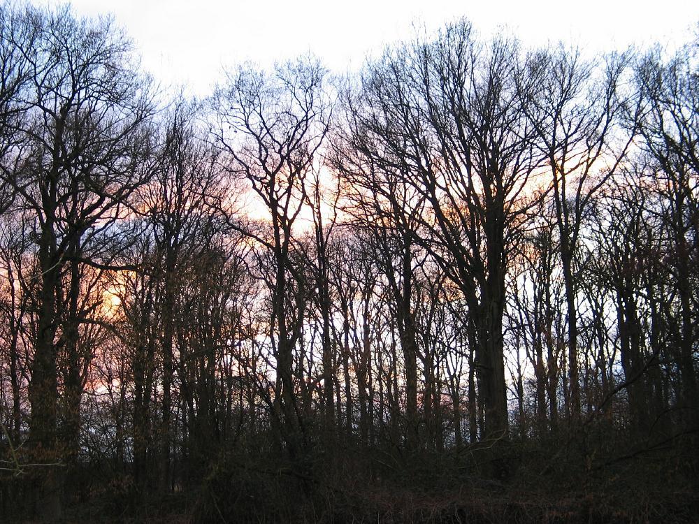 wandelen door het bos