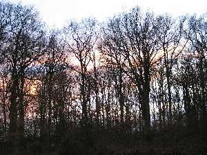 have a walk in the forest