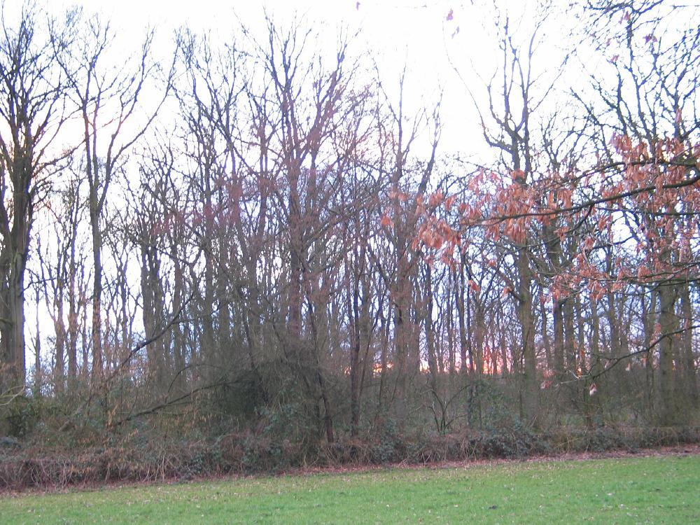 wandelen door het bos