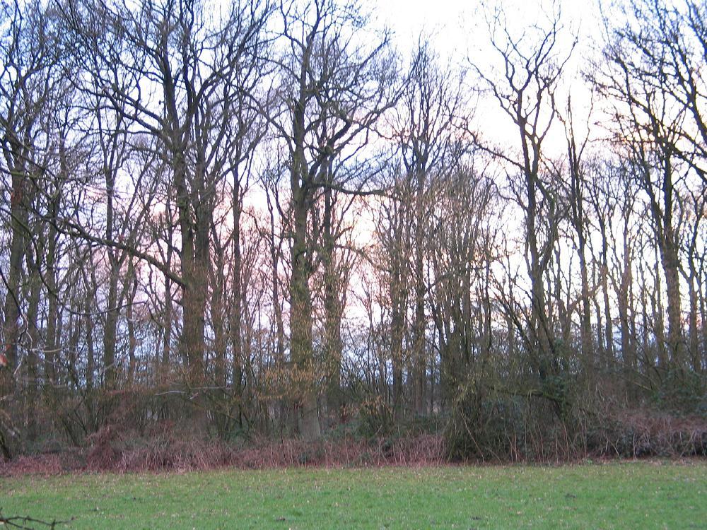 wandelen door het bos