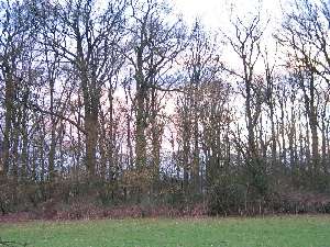 have a walk in the forest