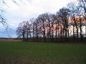 have a walk in the forest