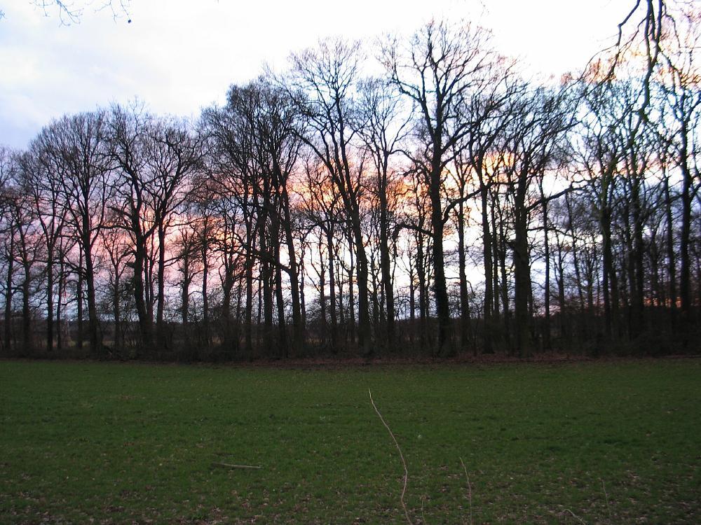 wandelen door het bos