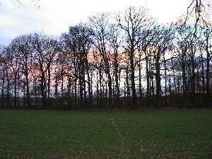 have a walk in the forest