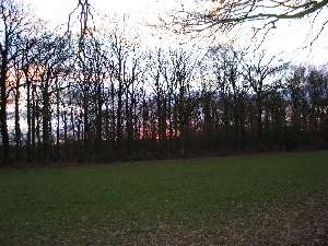 have a walk in the forest