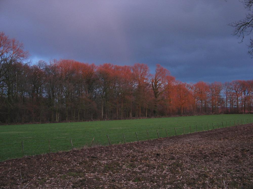 wandelen door het bos