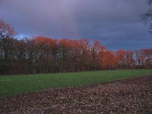 have a walk in the forest