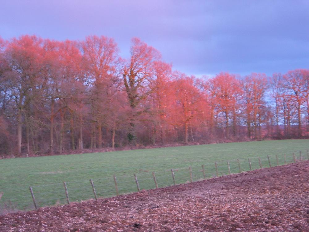 wandelen door het bos