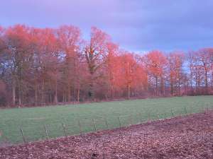 have a walk in the forest