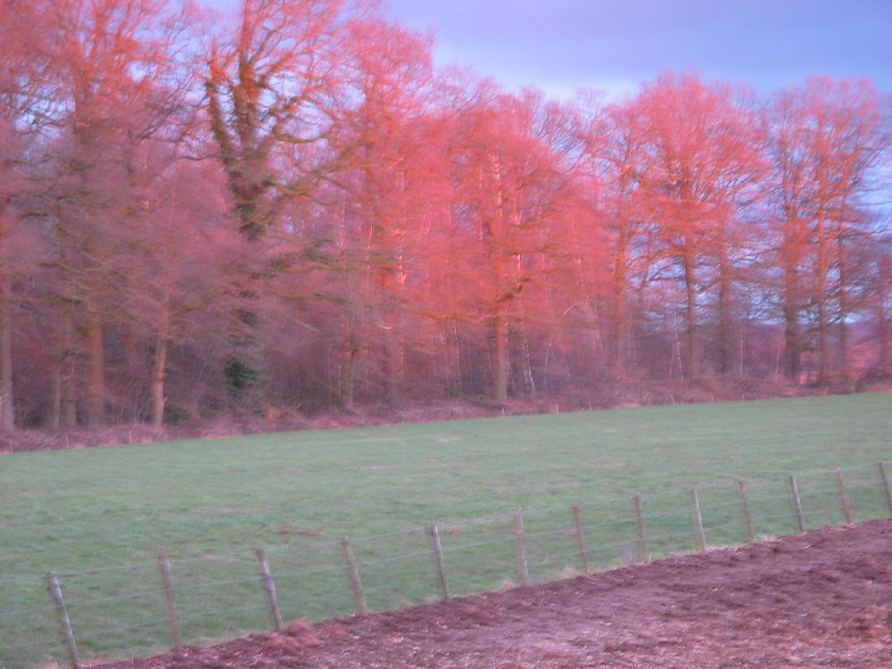 wandelen door het bos