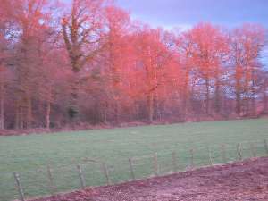 have a walk in the forest