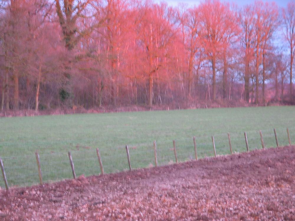 wandelen door het bos