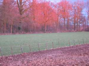 have a walk in the forest