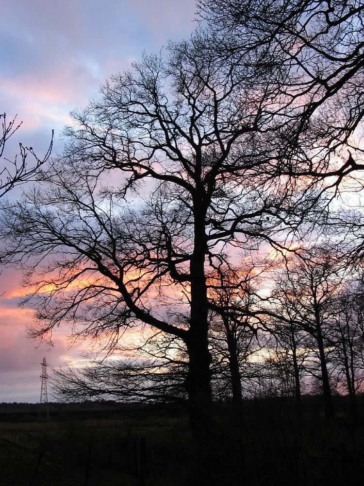 wandelen door het bos