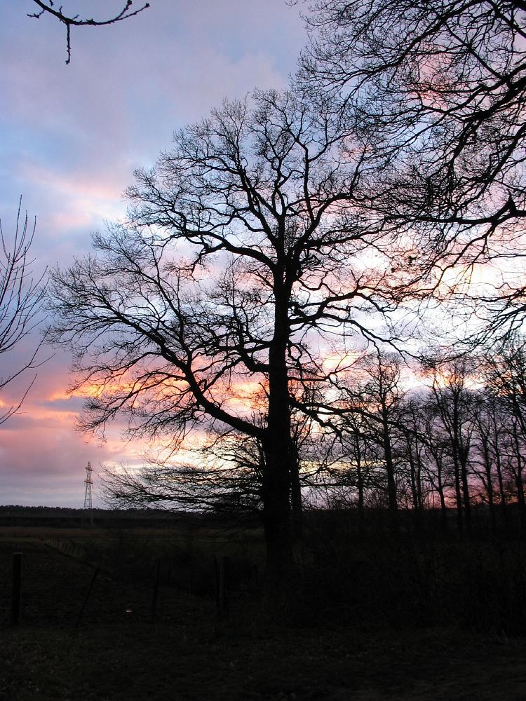 wandelen door het bos