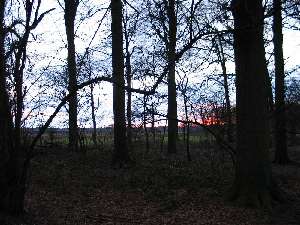 have a walk in the forest