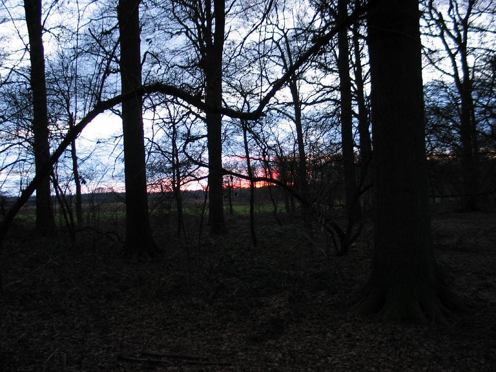 wandelen door het bos