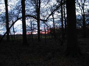 have a walk in the forest