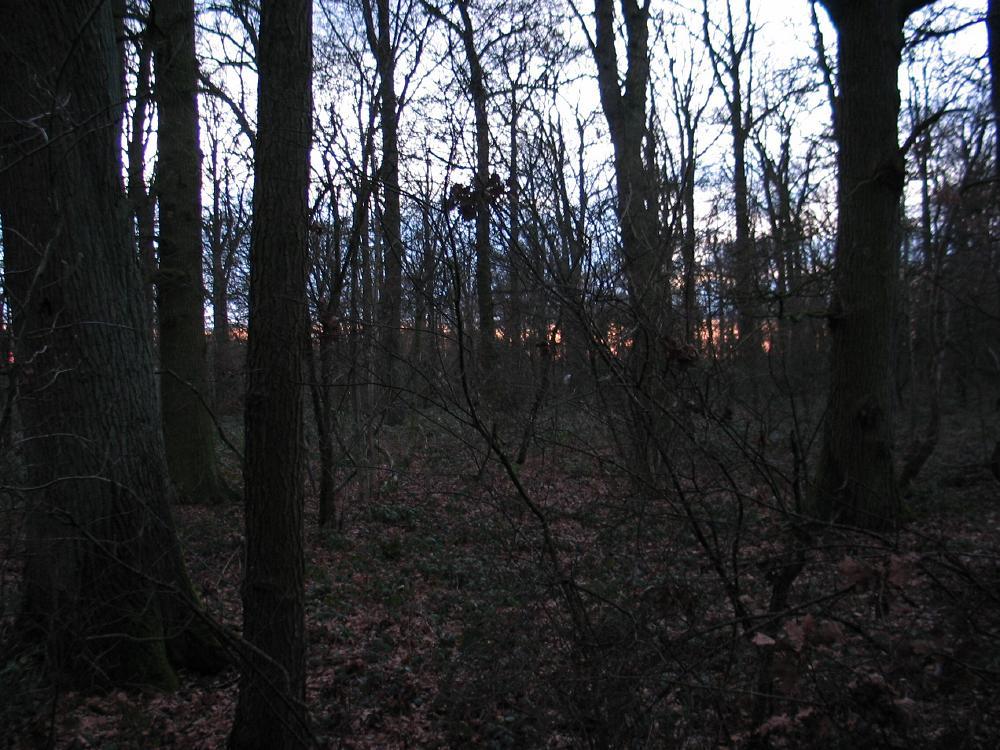 wandelen door het bos